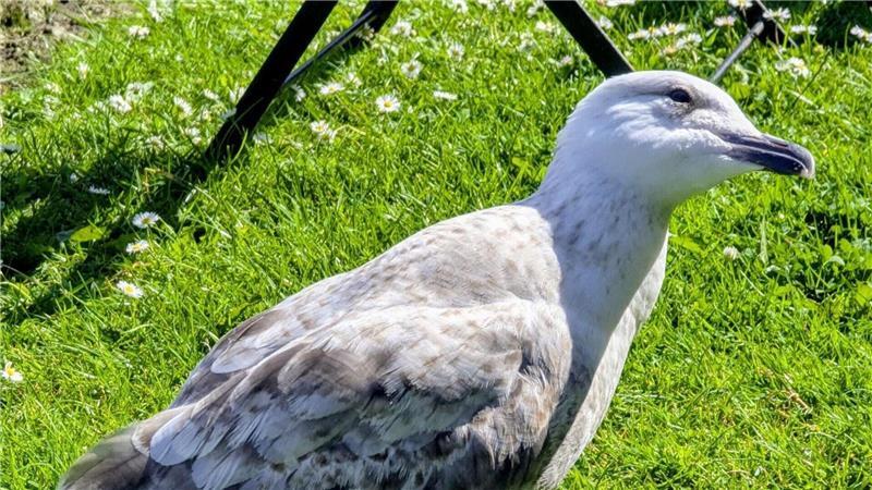Eine Silbermöwe im Biergarten im Küstenort Caernarfon in Wales.