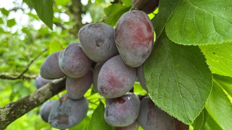 Blaue Wochen: Ernte der Pflaumen und der Zwetschen hat begonnen So sehen die dunkelblauen bis violetten Früchte aus, die Sorte Tegera zeichnet sich durch festes, saftiges Fruchtfleisch aus, das in Säure und Süße ausgeglichen ist und sich leicht vom Stein lösen lässt.