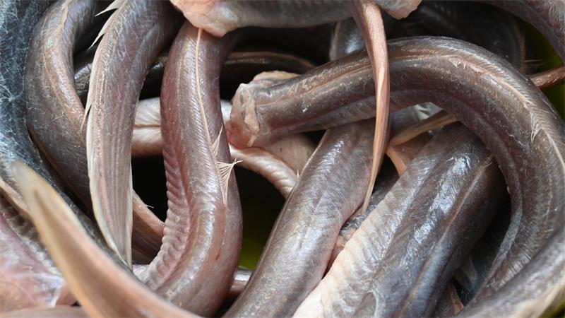 Altes Land: Elbfischer Lothar Buckow setzt auf Aalsuppe So sehen die geschlachteten Aale vor der Weiterverarbeitung aus.