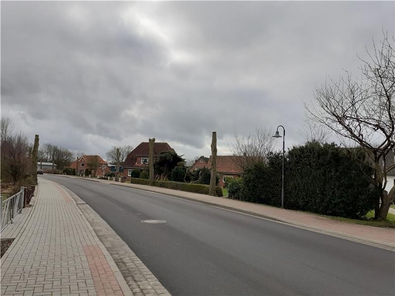 Naturschützer prangern „brutale Kappung“ älterer Bäume an So sehen jetzt die mehr als 40 Bäume in der Ortsdurchfahrt Hamelwörden aus.