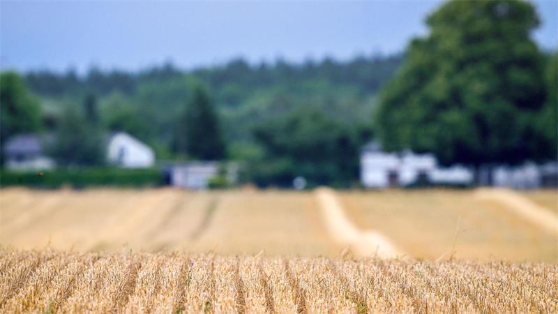 So sehen viele Felder auch in Schleswig-Holstein bereits aus.