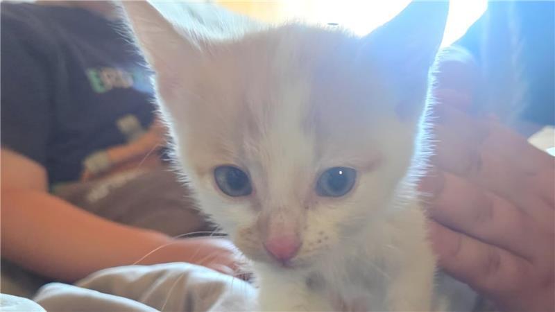 So sieht das rund drei Wochen alte Katzenbaby aus. Der Tiersuchdienst hat der Kreiszeitung erlaubt, das Bild zu veröffentlichen.