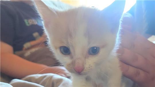 So sieht das rund drei Wochen alte Katzenbaby aus. Der Tiersuchdienst hat der Kreiszeitung erlaubt, das Bild zu veröffentlichen.