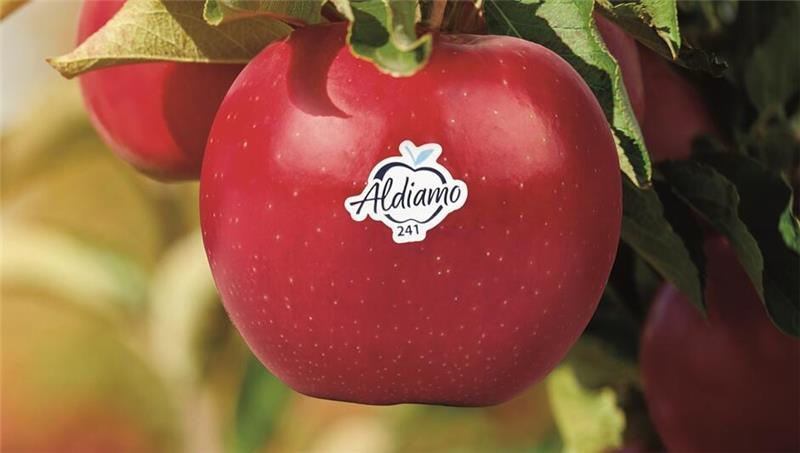 Altländer Aldiamo-Apfel gewinnt wichtigen Preis So sieht der Apfel Aldiamo der Züchtungsinitiative Niederelbe aus.