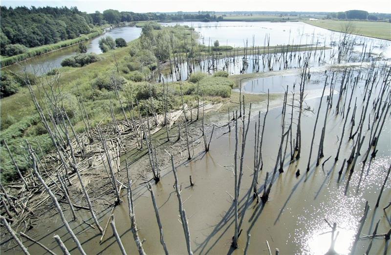 So sieht der Bewuchs in der Pütte Kranenburg aus. Die Bäume sterben ab und geraten über die Überläufe in die Oste. Foto Landkreis Cuxhaven
