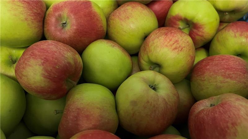 Altländer ernten August-Äpfel: Das ist das Besondere an den Frühsorten So sieht der Frühapfel Collina in der Kiste aus.