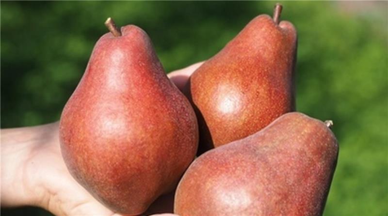 So sieht die rote Birne Alessia aus.