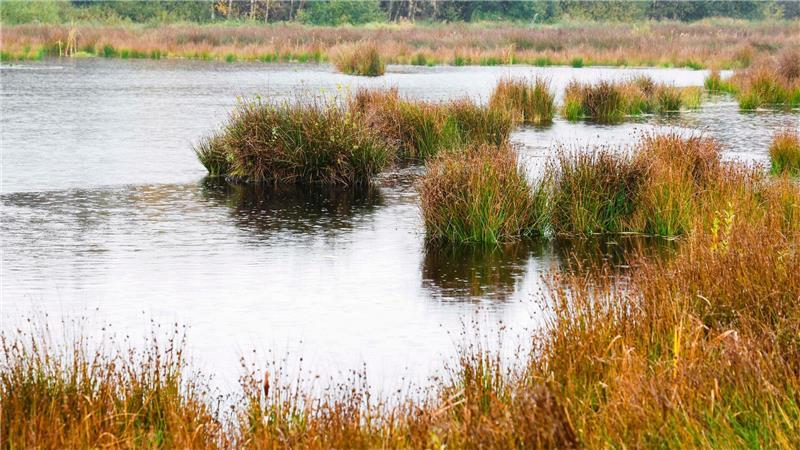 Forscher helfen Moor mit frischem Torfmoos auf die Sprünge So sieht ein wiedervernässtes Moor in der Anfangsphase aus.