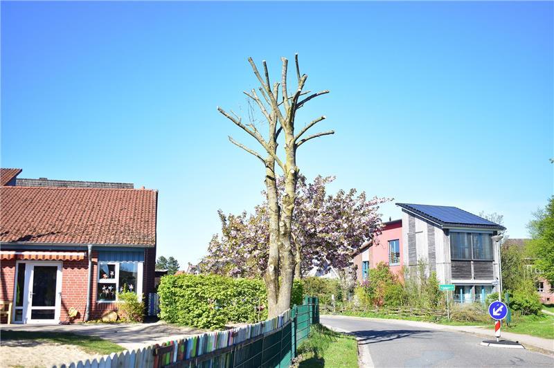 „Baumfrevel“ an der Kita in Estebrügge: Experte erhebt schwere Vorwürfe So sieht einer von neun im Frühjahr gekappten Bäume aus - hier direkt am Estebrügger Wetternweg.