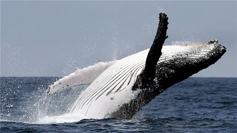 So sieht er in Freiheit aus: Ein Buckelwal springt aus dem Wasser. 