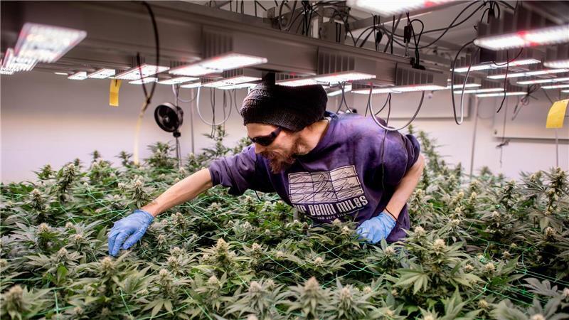 So sieht legaler Anbau aus: In Cannabis-Clubs darf seit einem Jahr ganz offiziell gegärtnert werden. (Archivbild)