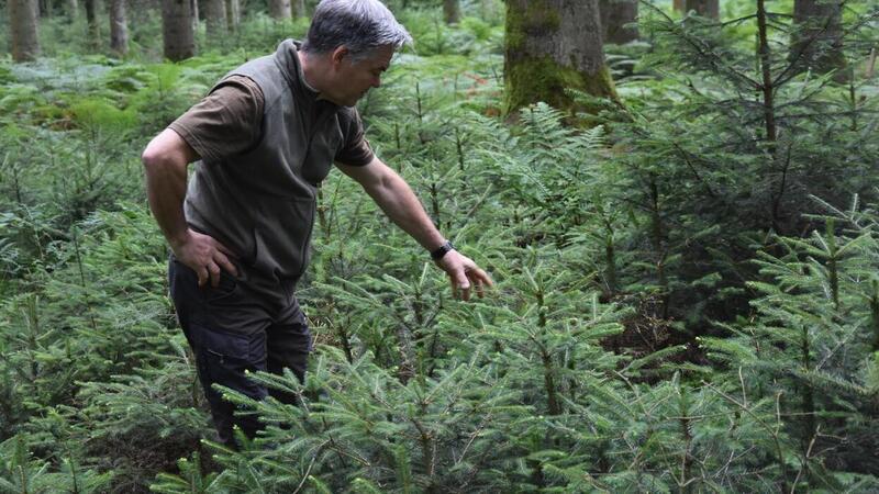 So sieht sie aus, die Naturverjüngung. Die aus den Samen der Altbäume hervorgegangenen Pflänzchen bilden den Wald der Zukunft. Weißtanne, Douglasie und Lärche werden gefördert, Fichten werden bis auf wenige Exemplare mit der Zeit entnommen.