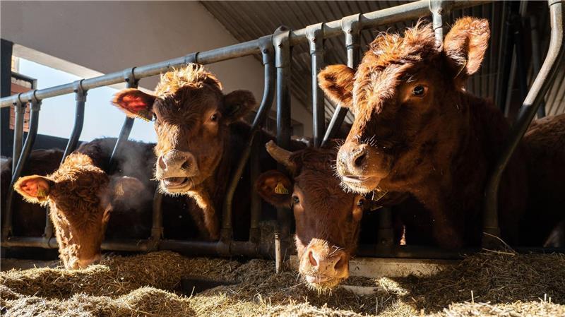 Braune Rinder im Stall.