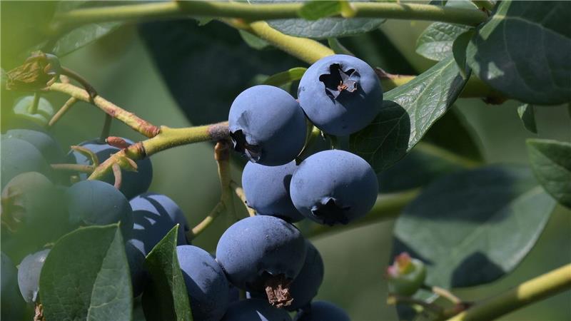 Die Heidelbeere, die Kim Kardashian des Obstkorbs So wächst die Heidelbeere, bevor sie irgendwann in einem Smoothie landet - an einem Busch. (Archivfoto)