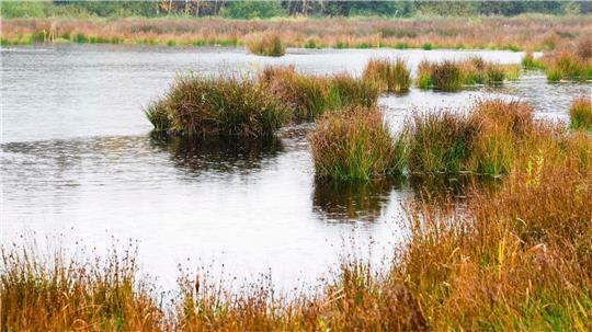 So wie bereits das hier zu sehende Königsmoor soll nun auch das Niewohlder Moor wiedervernässt werden.