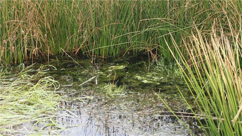 So wie diese Fläche im Heidmoor kann ein Moor schon bald nach der Wiedervernässung aussehen. 