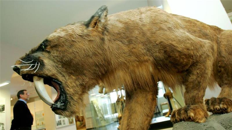 So wie hier im Kasseler Naturkundemuseum Ottoneum könnte ein ausgewachsener Säbelzahntiger ausgesehen haben.