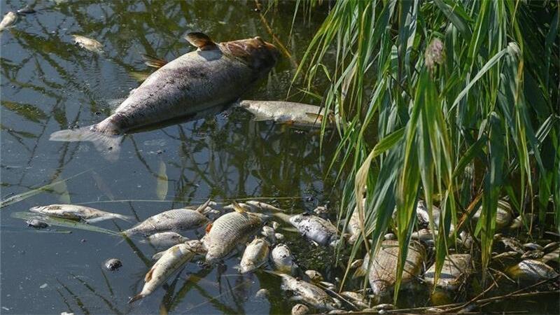 So wie hier in Brandenburg trieben auch im Jorker Fleet tote Fische.