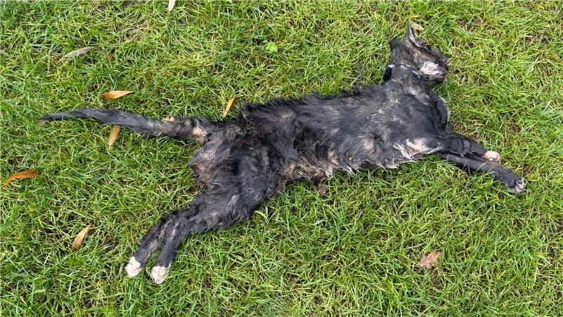 In der Falle erschossen? Die letzten Stunden des Katers Teddy So wurde der Kater vor der Garage der Familie abgelegt.
