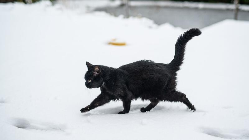 „Freigängerkatzen“ müssen in Hamburg registriert werden Sogenannte „Freigängerkatzen“ müssen in Hamburg laut einer neuen Verordnung gechippt, kastriert und registriert werden. (Archivbild)
