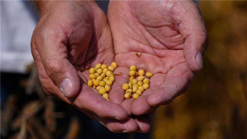 Trump-Xi-Treffen: Das sind die Ergebnisse Sojabohnen-Farmer in den USA hatten die ausbleibenden Käufe aus China beklagt.