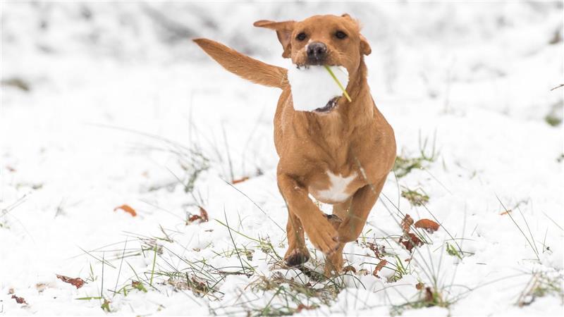 Solange Hunde in Bewegung bleiben, können sie in der Regel auch bei Minusgraden problemlos nach draußen gehen.