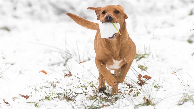 Was Sie über Kälte und Schnee noch nicht wussten Solange Hunde in Bewegung bleiben, können sie in der Regel auch bei Minusgraden problemlos nach draußen gehen.
