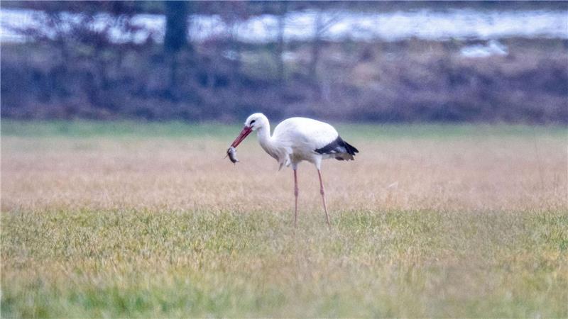 Solange es genug zu Fressen gibt, bleiben Störche den Winter über auch in Deutschland. (Archivbild)