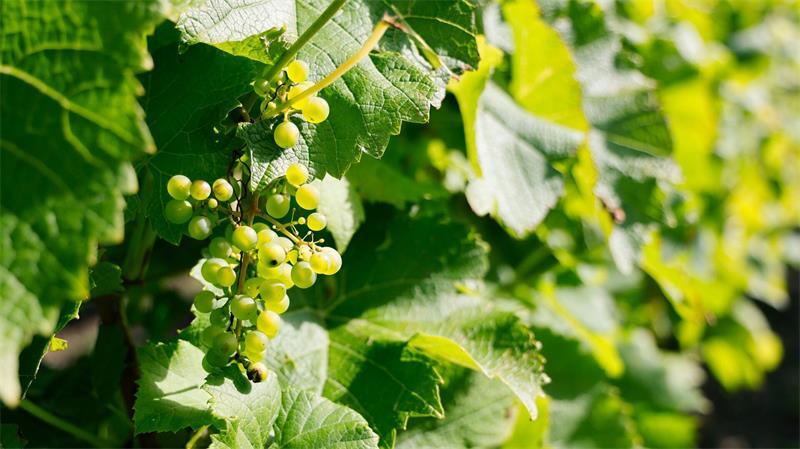 Weinbau im Norden - Nische mit Potenzial Solaris ist nach wie vor die wichtigste Weißweinsorte im Norden - aber auch andere Rebsorten werden angebaut.