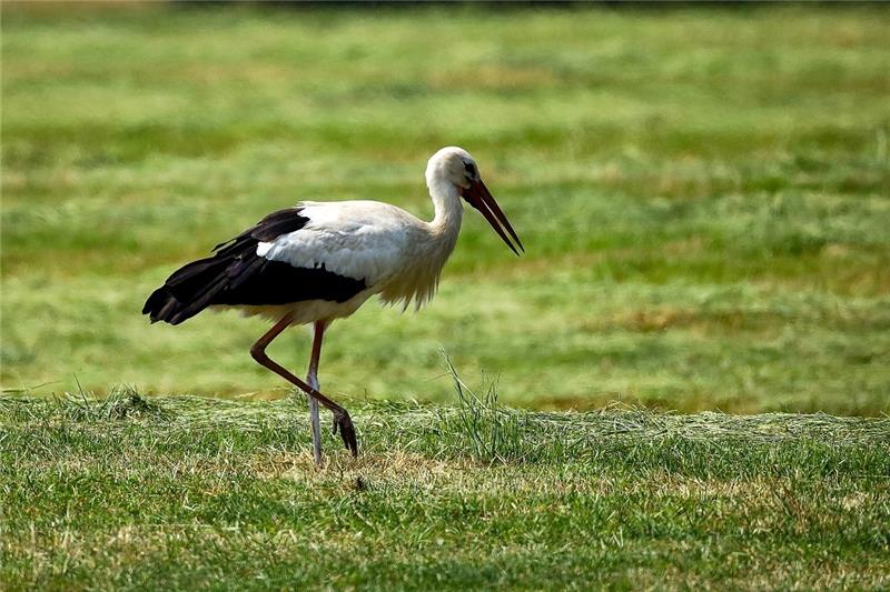 Solch ein Weißstorch sorgt im Norden des Landkreises Stade aufgrund einer Verletzung für Aufregung. Foto: Stefanie Kleingünther