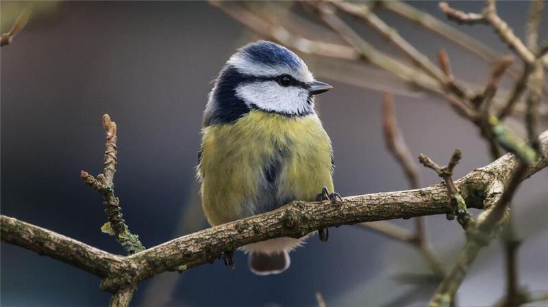 Vögel, Igel, Maulwurf – bitte zählen! Solche Mitmachaktionen können eine große Datengrundlage schaffen und dadurch Erkenntnisse über langjährige Trends bringen.