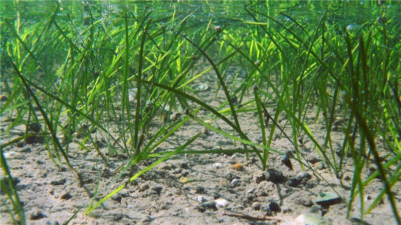 Experten beraten zu Rückgang von Seegraswiesen im Wattenmeer Solche Seegraswiesen gab es an der niedersächsischen Wattenmeerküste zuletzt immer weniger.