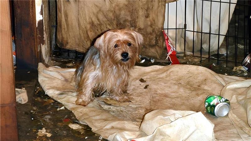 Hunde, Hack, Haare: Was Amtstierärzte unter die Lupe nehmen Ein vernachlässigter Hund sitzt auf einer Decke.