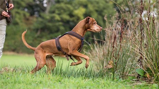 Sollen Jagdhunde in der Gemeinde Drochtersen von der Hundesteuer befreit werden? Das diskutierte jetzt der Gemeinderat.