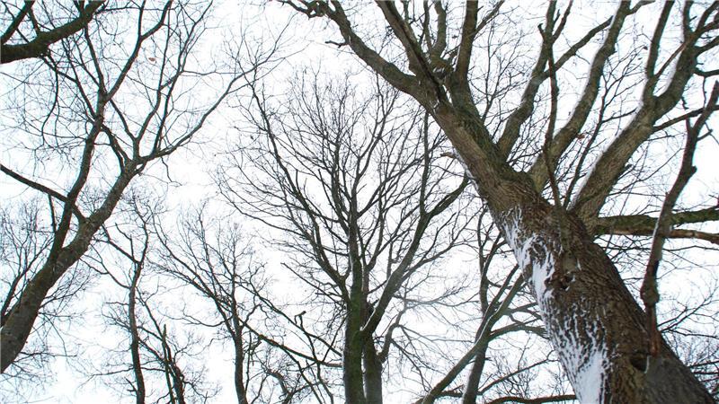 Sollen diese sechs Eichen in Apensen gefällt werden? Der „überfallartige“ Vorstoß der Verwaltung verärgerte die Politik.