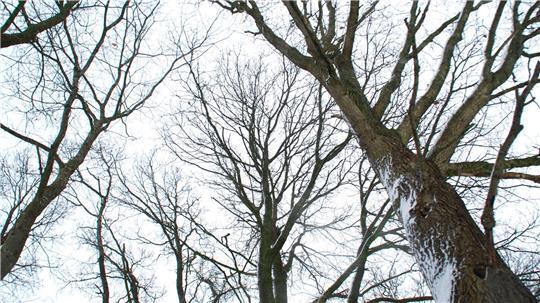 Sollen diese sechs Eichen in Apensen gefällt werden? Der „überfallartige“ Vorstoß der Verwaltung verärgerte die Politik.