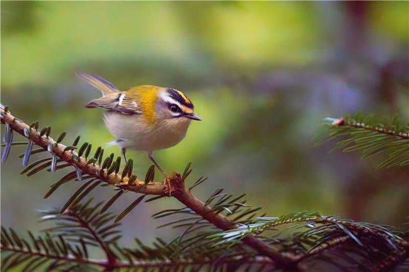 Fotografien von heimischen Vögeln im Natureum Sommergoldhähnchen