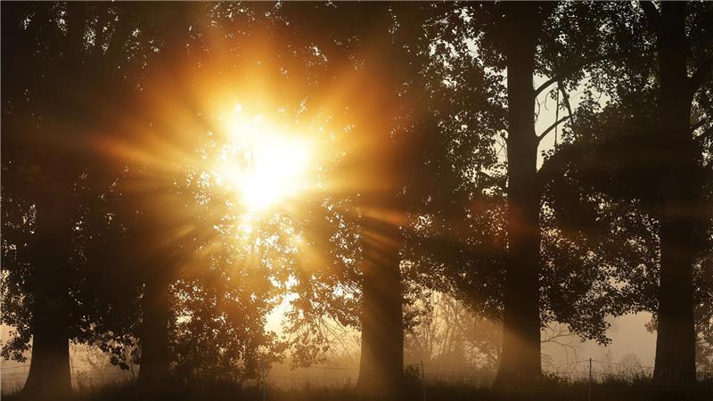 Sommertag in Riedlingen: Die aufgehende Sonne schein hinter Bäumen durch den Morgennebel.