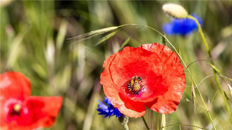 Sommerwetter in Südbrandenburg: Biene besucht Mohnblume auf einem Feld am Pfingstmontag