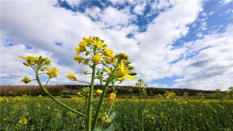 Wetter nach Ostern mild und wechselhaft Sonne, Wolken und Regen im Mix - das gilt für die ganze Woche.