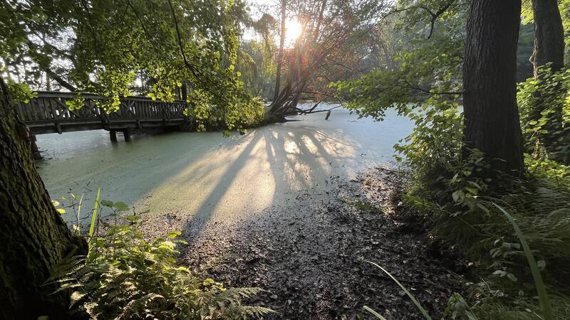 Wie der Gestank am Agathenburger Schloss weichen soll Sonnenaufgang: Blick auf den verschlammten und unter Wasserlinsengewächsen („Entengrütze“) verborgenen Teich im Schlosspark von Agathenburg.