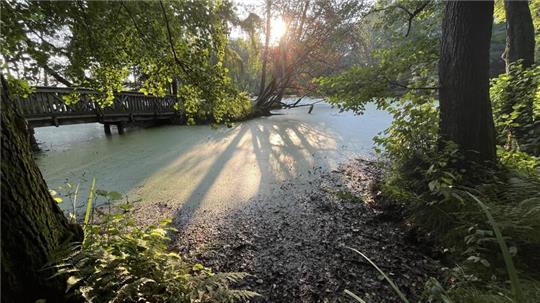Sonnenaufgang: Blick auf den verschlammten und unter Wasserlinsengewächsen („Entengrütze“) verborgenen Teich im Schlosspark von Agathenburg.