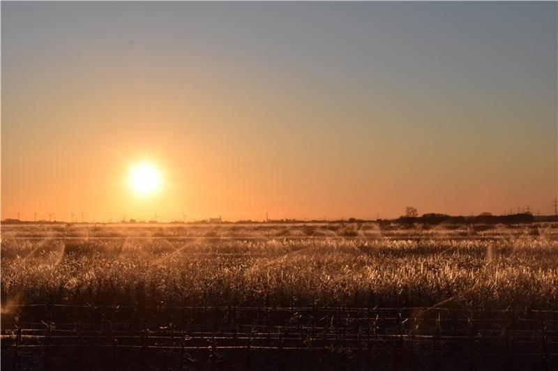 Sonnenaufgang am Sonntag über dem Alten Land: Auch in Ladekop laufen die Frostschutzberegnungsanlagen bereits seit 23 Uhr, um die Apfelernte im Herbst 2020 zu sichern. Fotos: Vasel