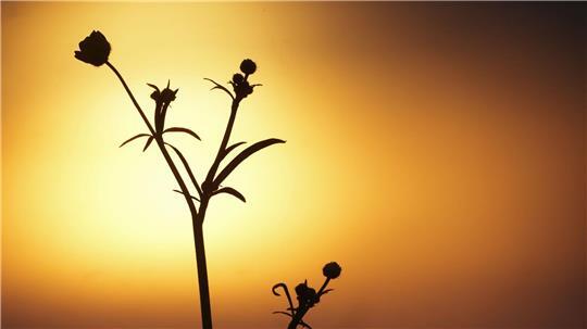 Sonnenaufgang eingetrübt