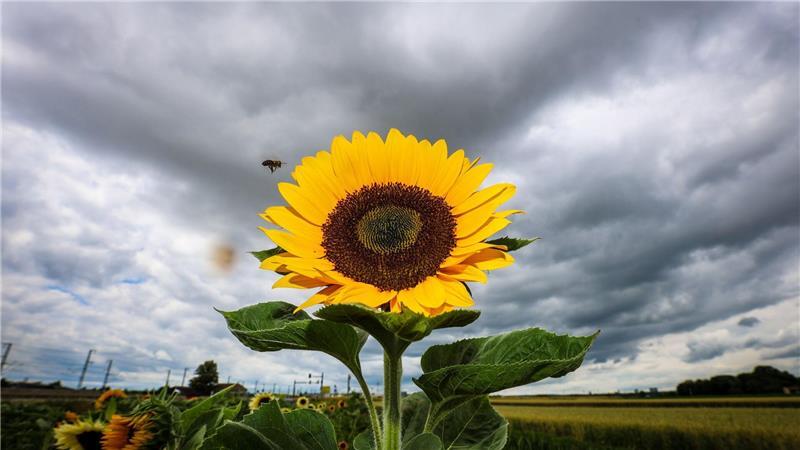 Bilder des Tages Sonnenblume leuchtet vor dunklen Wolken