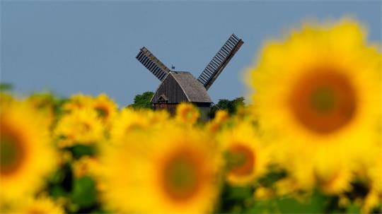 Sonnenblumen leuchten auf einem Feld in der Sonne vor der Bockwindmühle Beelitz in Brandenburg.