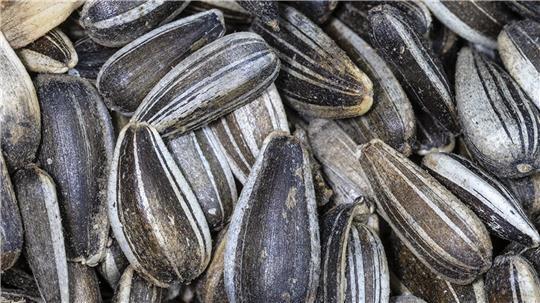 Sonnenblumensamen - ihre Schale besteht aus dicken, festen Zellen. Durch die rundliche Form und die glatte Oberfläche haben Frost und Wasser wenig Angriffsfläche.