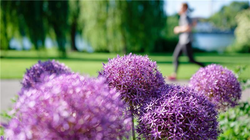 Sonnig in Baden-Württemberg: Joggerin am Neckarufer, blühender Sternkugel-Lauch sorgt für Farbtupfer