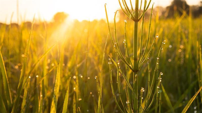 Sonnige Tage sind für die Landwirtschaft wichtig - aber Regen braucht es auch.