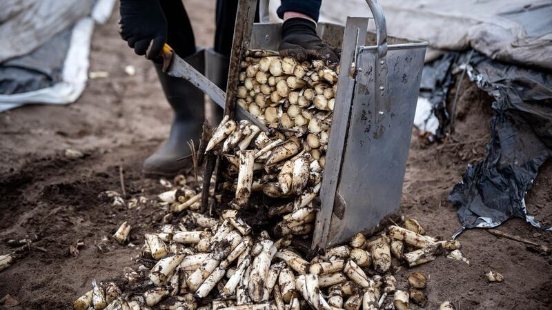 Bauern starten in die Saison und hoffen auf gutes Wetter Spargel von einem beheizten Feld wird zurechtgeschnitten.